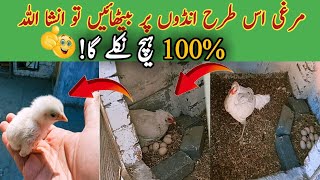 Murghi ko ando pr bithany ka sahi tarika