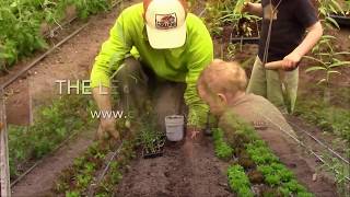 How to Grow Ginger in a Greenhouse