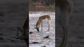Slim Pickens: PRONGHORN Finds FOOD In The SNOW