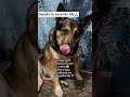 share or donate for food treatment or fund 🙏😭💔🐶 #canada #germany #usa #uk