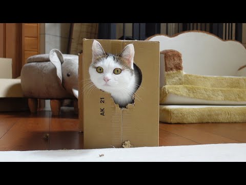 先輩の真似をしてみたけど力不足だったねこ。-Miri imitated Maru but lacked strength.-