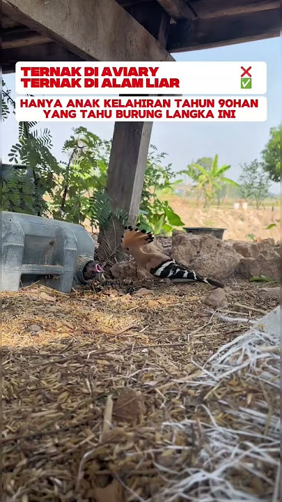 ada yang tau nama burung ini?