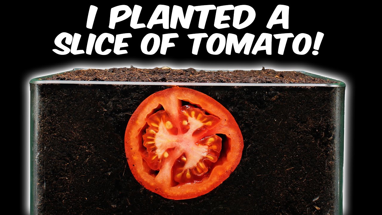 Grow or Mold? 45 Days Timelapse in Soil YouTube