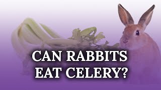 Can Rabbits eat Celery? Can Rabbits Have Celery Leaves