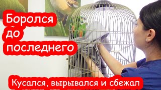 Проша сбежал от ветеринаров