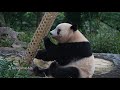 大きくたっていつも通り回すシャンシャン