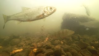 River Lea Small Weirpool Part One Dace Perch Chub Minnows Roach Fishing