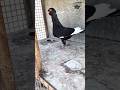 طيره مسوده سوداء