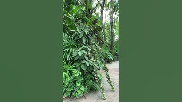 What do you do if this is waking toward you? 🍃 #shorts #viral #trending