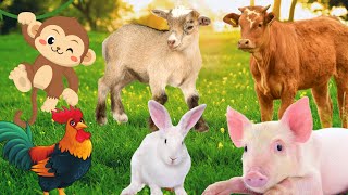 Fun animals, have fun with animals: Monkey, Chicken, Rabbit, Pig, Goat,... by Animal Paradise 44,711 views 1 year ago 9 minutes, 8 seconds