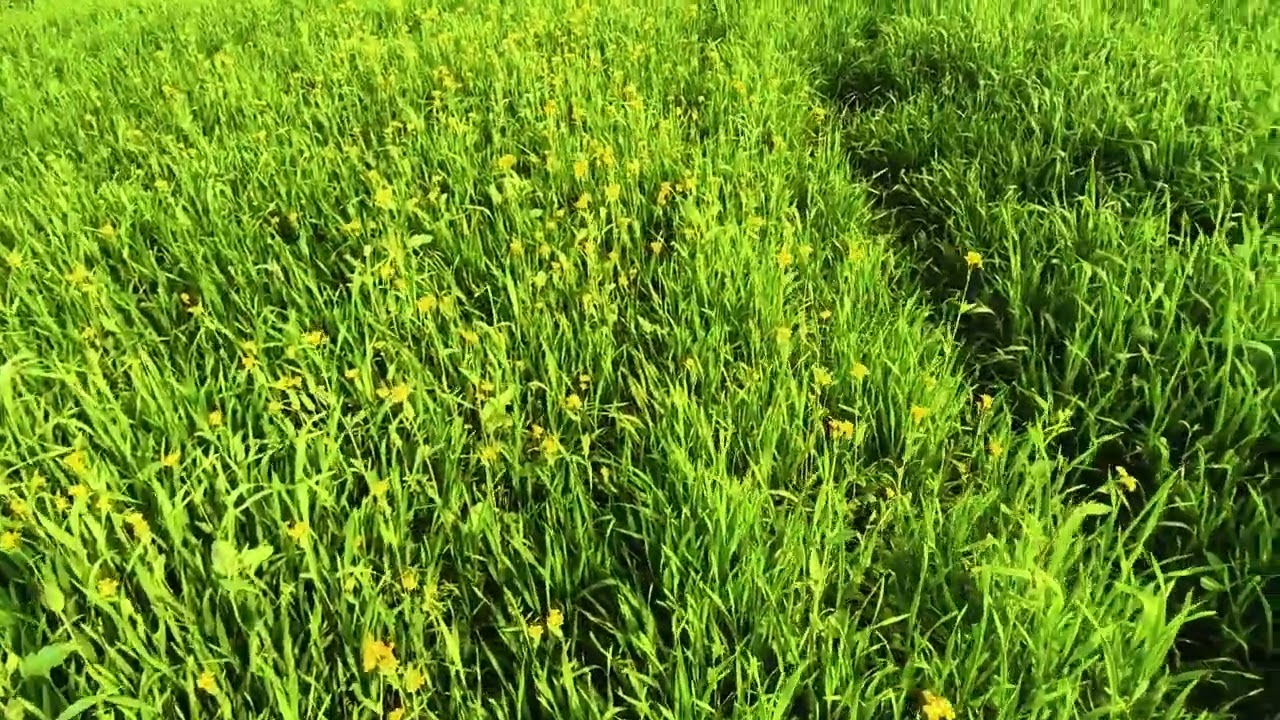 #🙏👍👌🌹#हमारे# गांव की #हरियाली# गेहूं जय# बिहार#गेहूं का खेत#🙏👍👌🌹