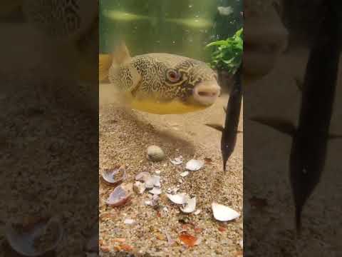 سمكة زينة من نوعية غريبة تقوم بتناول الأصداف الصلبة وتكسيرها بكل سهولة