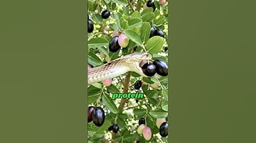 Do you know snakes takes fruits with protein #snake #facts #animals #short