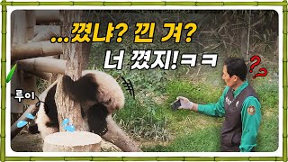 ..꼈냐? 낀 겨? 너 꼈지!!ㅋㅋ 🤣 | 제일 웃긴 송바오 멘트 😍 | 허둥지둥 루이바오 😭 | 덩치로 밀어붙이는 후이바오 🤦‍♀️ #송바오 #후이바오 #루이바오