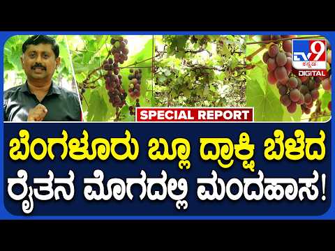 Bangalore Blue Grapes | ಚಿಕ್ಕಬಳ್ಳಾಪುರ ಜಿಲ್ಲೆಯಲ್ಲಿ ಬೆಂಗಳೂರು ಬ್ಲೂ ದ್ರಾಕ್ಷಿ ಬಂಪರ್ ಬೆಳೆ ಜೊತೆ ಬೆಲೆ|#TV9D