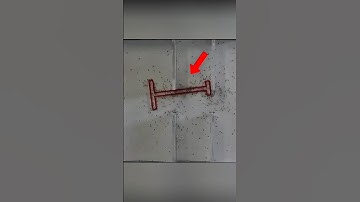 Ants solving a maze using collective intelligence. 🐜🧠