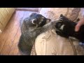 Raccoon Tries to Make Friends With Cat || ViralHog