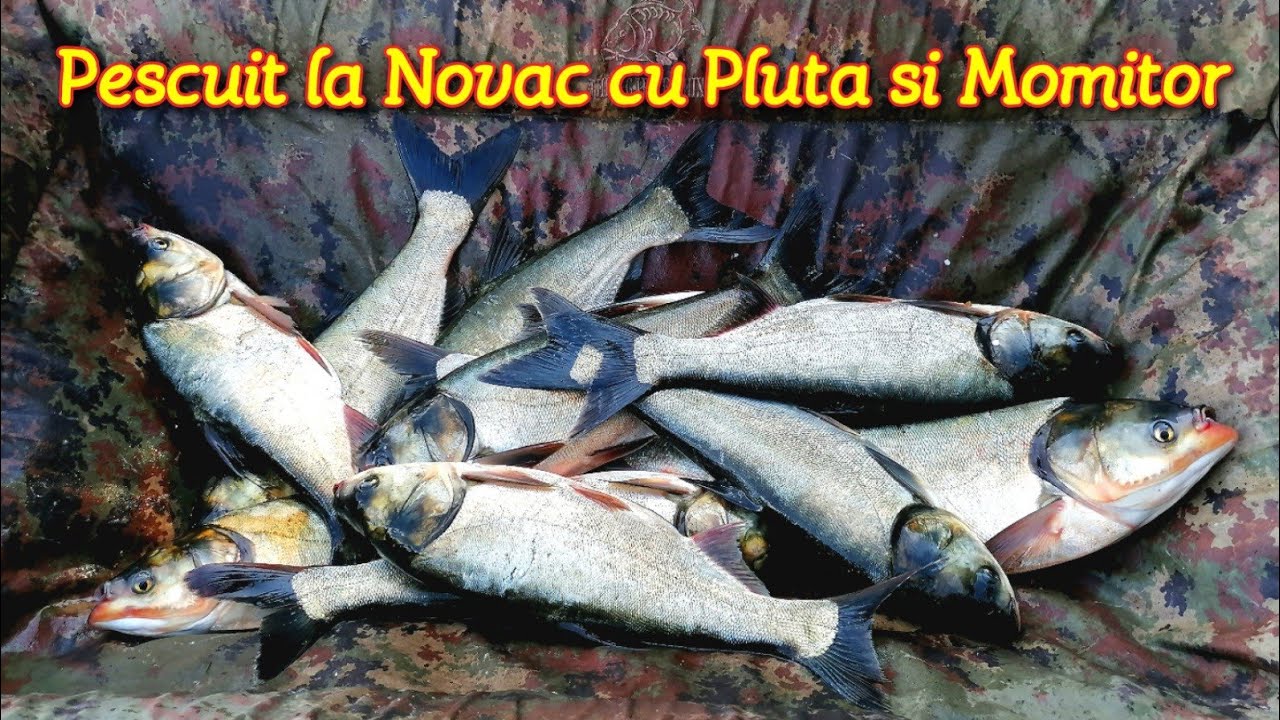 Pescuit la NOVAC cu PLUTĂ și MOMITOR pe un LAC SĂLBATIC - Iani's Lake