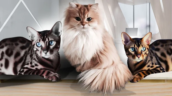 Video 9267231: cornish rex, brown burmese, brown bengal, korat, cat breed