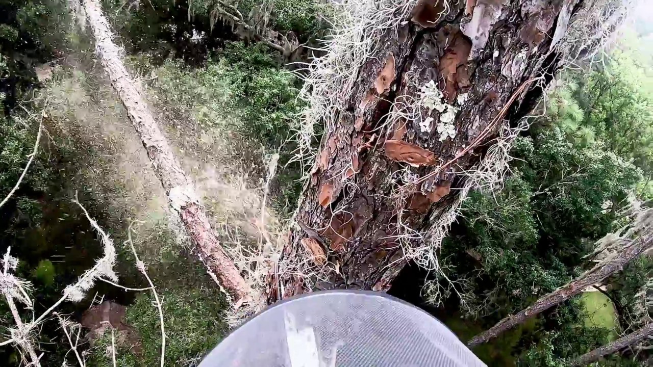 WILD RIDE - 6 Sketchy DEAD PINE Tree Removal - YouTube