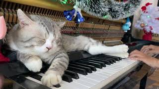 The Cave of Bethlehem (Hang Bêlem) - Cozy Christmas Piano Lullaby for Meow 🐾🎄 screenshot 2