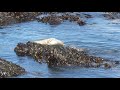 Family of Seals on the Roseland Peninsula