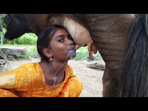 the small girl for cow milk drinking for funny video in /village formar