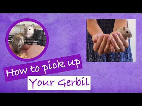 Video: Hoe pak je een gerbil op?