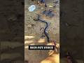 পাখিরা সাপকে তাড়ায় কেন? | Why Do Birds Mob Snakes?