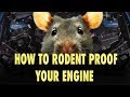 How to Rodent Proof Your Engine - The Easy Way