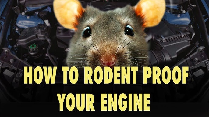 LIQUI MOLY East Malaysia - BEWARE OF THE RATS! Thinking of all possible  ways to get rid of the rats in your engine bay, house area, factory etc  ??🤔 LIQUI MOLY MARDER