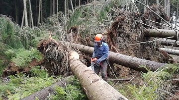 Felling Chainsaw Husqvarna 562 XP - Storm Herwart Europe