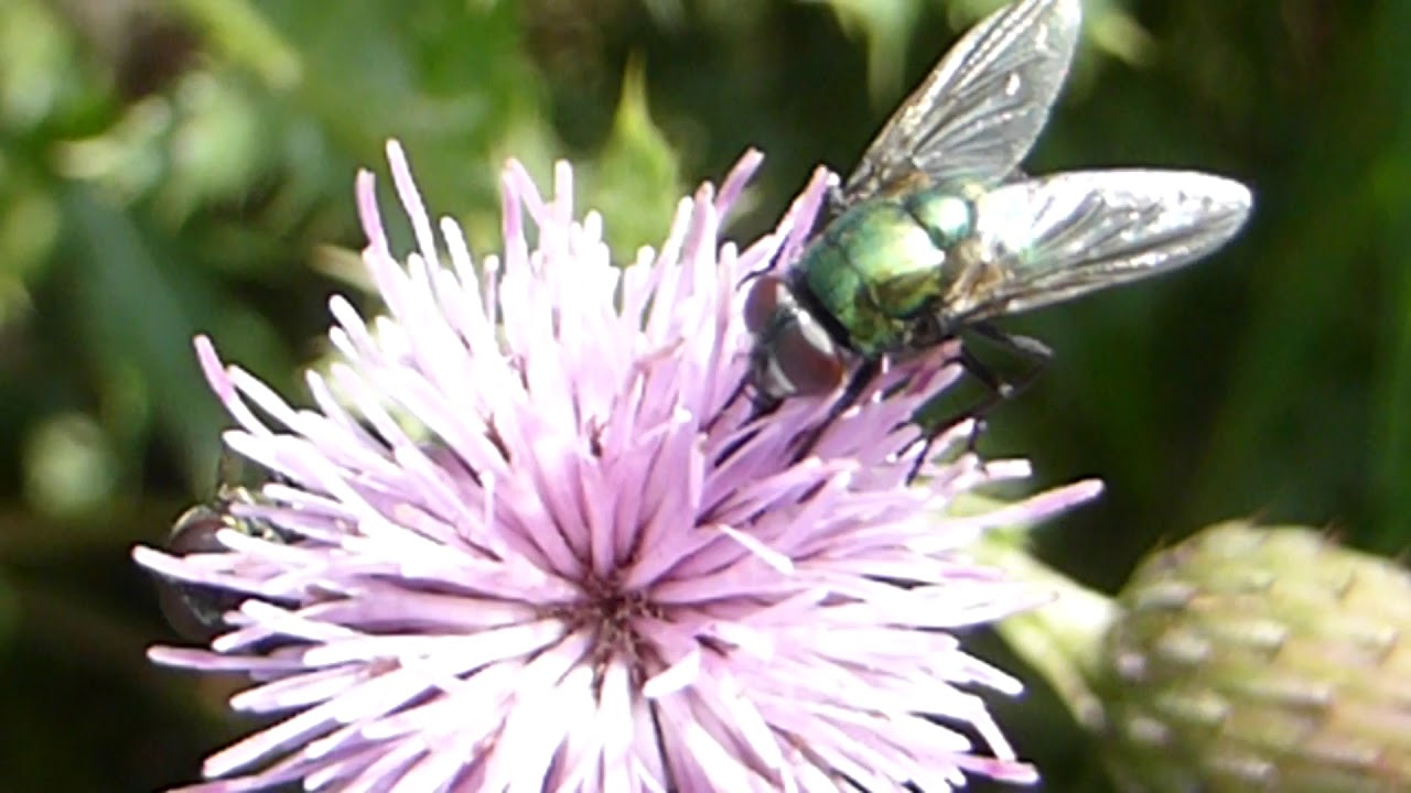 Green bottle fly - Lucilia sericata - Hræflugur - Grænbokkur - Skordýr - Flugur