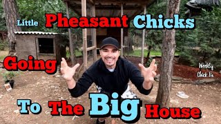 Moving Pheasant Chicks Around