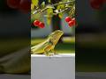 Asian Lizard #geckos #reptiles #lizardsound #reptilesound