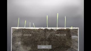 PreCede on Wheat Timelapse - 7 Day Trial