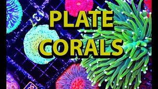 PLATE CORALS! Coral Care Guide