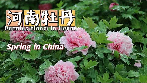 【Spring in China】河南洛阳：牡丹争奇斗艳 美景惊艳时光/Peonies compete for beauty and bloom, the scenery is amazing - 天天要闻