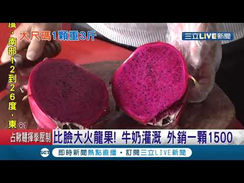 比臉還大的火龍果！果農曝LV級別超大火龍果"靠牛奶灌溉" 外銷一顆可賣1500元│記者 廖宜德 孫宇莉│【我食故我在】20210202│三立新聞台