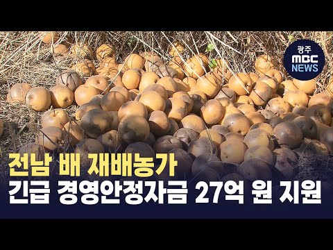 전남 배 재배농가 긴급 경영안정자금 27억 원 지원
