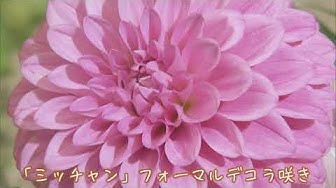 ダリア Youtube