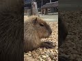エサがなくてゴメン😊 I am sorry that there is not bait 🐻 八木山動物園 2021.3.13 八木山動物園 カピバラ Yakiyama Zoo capybara