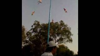 Los voladores de Papantla en Chapultepec (b)