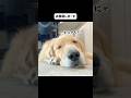 冬の日ルーティン #大型犬 #ゴールデンレトリバー