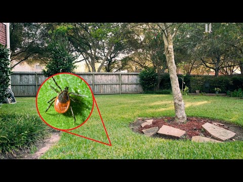 Wideo: Kontrola kleszczy na podwórkach - jak pozbyć się kleszczy w moim ogrodzie