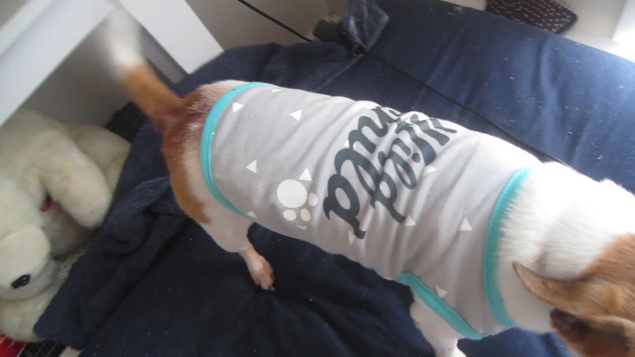 cute dog outfit -10.1.16 - day 10 