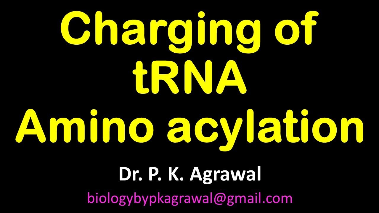Charging and Amino acylation of tRNA