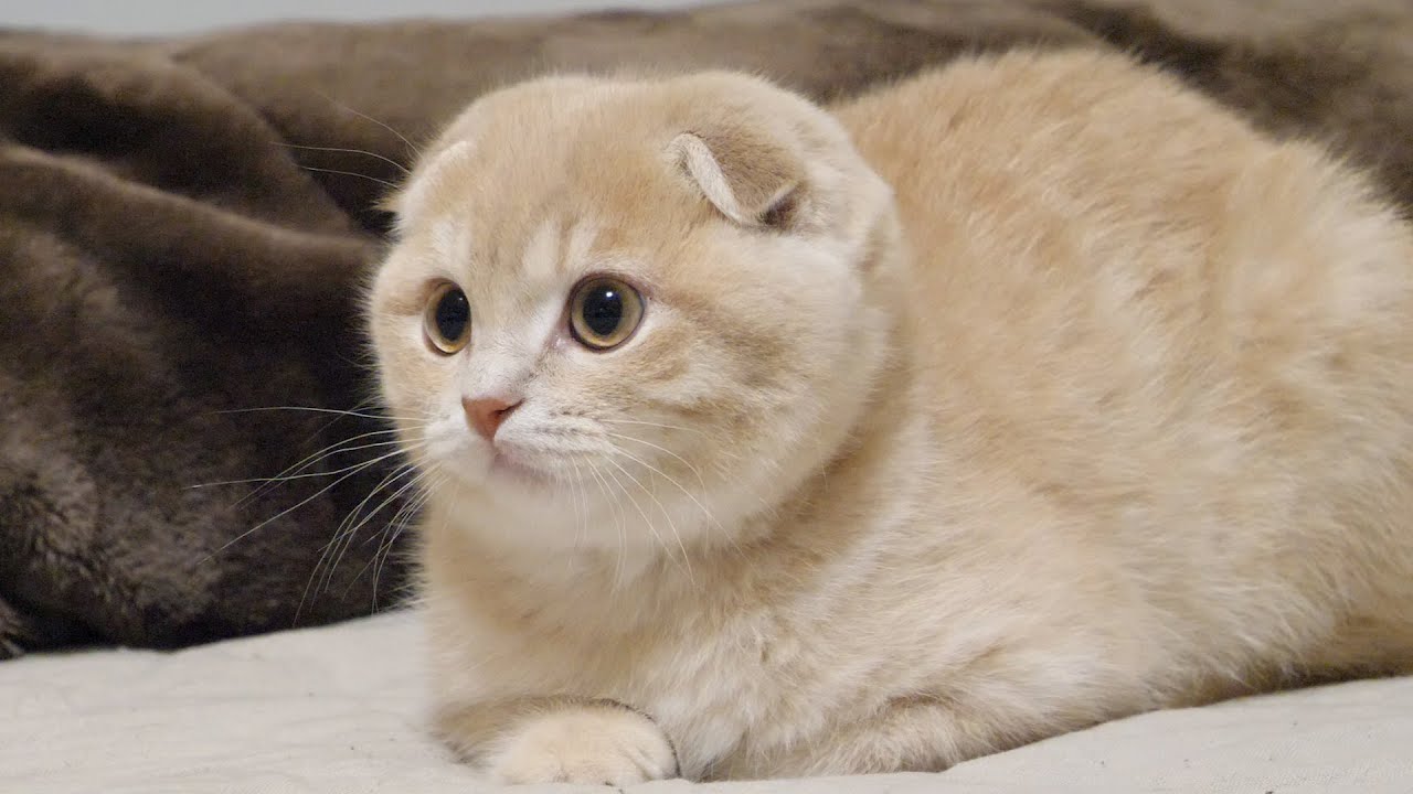 子猫が巣立つ直前の記録 Youtube 子猫が巣立つ直前の記録 Youtube