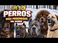 ¡Los 10 perros más poderosos del mundo! #perros #poderosos 