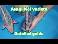 Asagi koi fish variety  development and selection koi guide